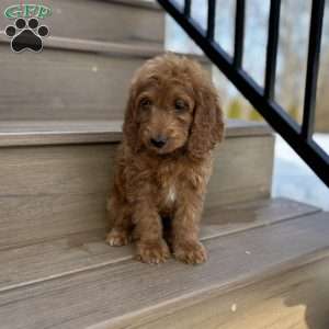 Cupid, Mini Goldendoodle Puppy