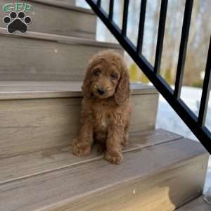 Cupid, Mini Goldendoodle Puppy