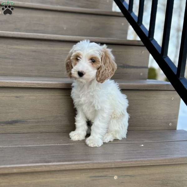 Snuggles, Mini Goldendoodle Puppy