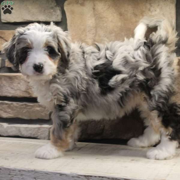 Cheyanne, Mini Bernedoodle Puppy