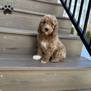 Marshal, Mini Goldendoodle Puppy