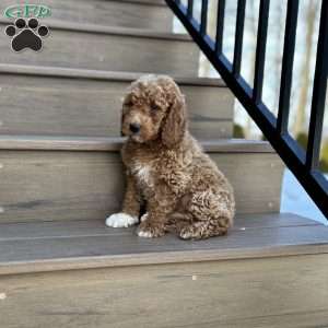 Marshal, Mini Goldendoodle Puppy