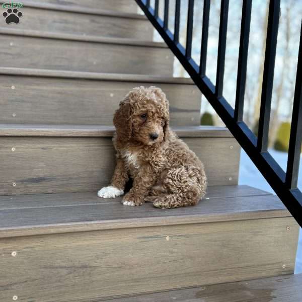 Marshal, Mini Goldendoodle Puppy