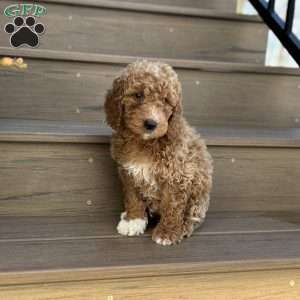 Marshal, Mini Goldendoodle Puppy