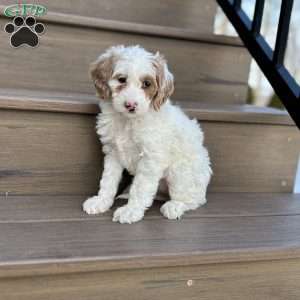 Snowflake, Mini Goldendoodle Puppy