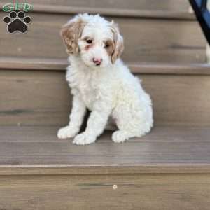 Snowflake, Mini Goldendoodle Puppy
