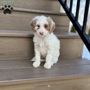 Snowflake, Mini Goldendoodle Puppy