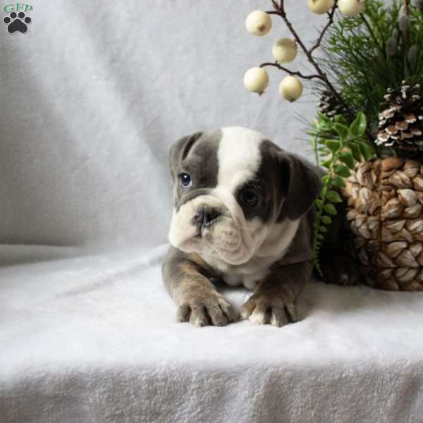Marsha, English Bulldog Puppy