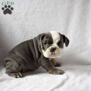 Marsha, English Bulldog Puppy