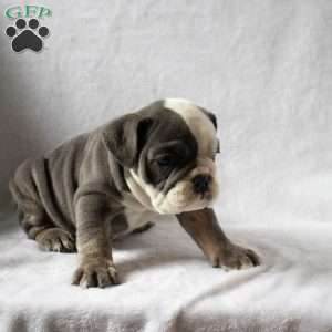 Marsha, English Bulldog Puppy