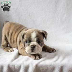 Mark, English Bulldog Puppy