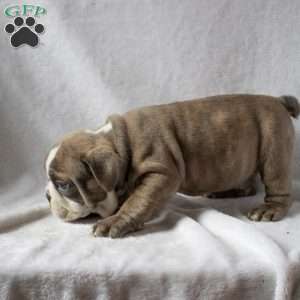 Mark, English Bulldog Puppy