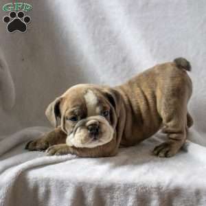 Mark, English Bulldog Puppy