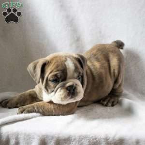 Mark, English Bulldog Puppy