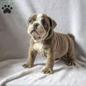 Mark, English Bulldog Puppy