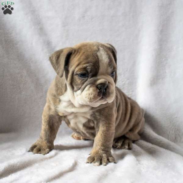 Mark, English Bulldog Puppy