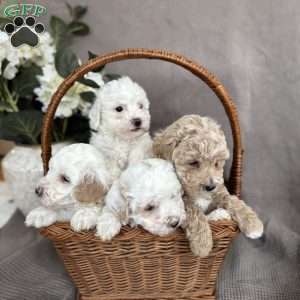 Scotty, Forever Puppy