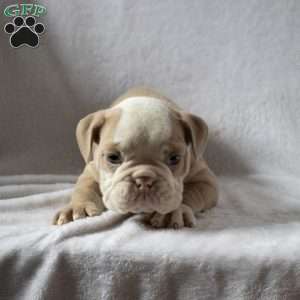 Marlin, English Bulldog Puppy