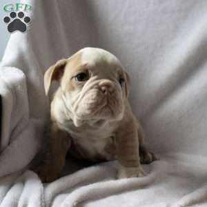 Marlin, English Bulldog Puppy