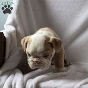 Marlin, English Bulldog Puppy
