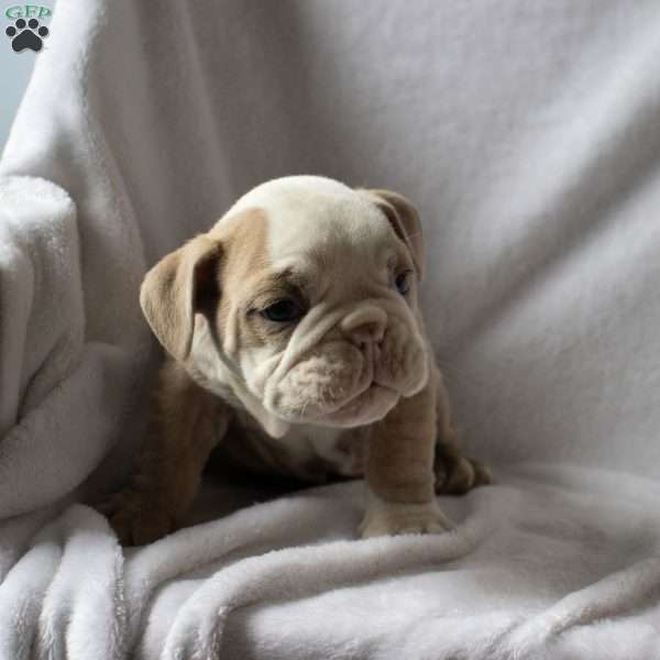 Marlin, English Bulldog Puppy