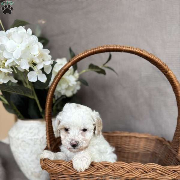 Roman, Forever Puppy