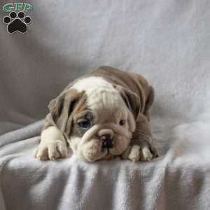 Milo, English Bulldog Puppy