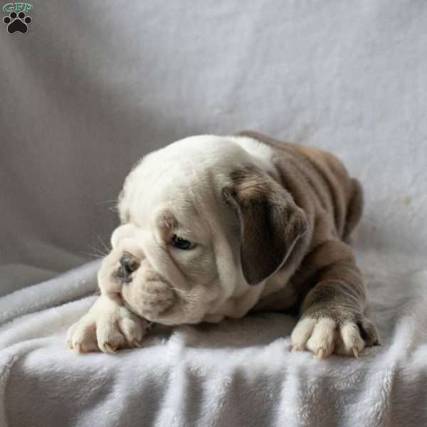 Milo, English Bulldog Puppy