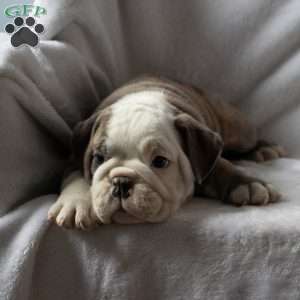Milo, English Bulldog Puppy