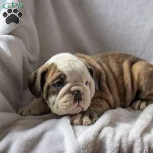 Milo, English Bulldog Puppy