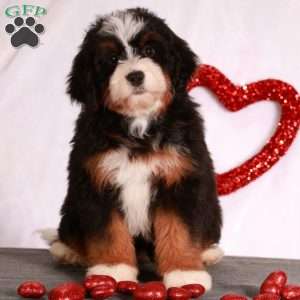 Myla, Mini Bernedoodle Puppy