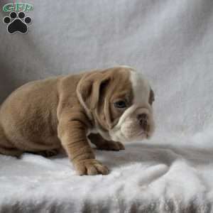 Max, English Bulldog Puppy