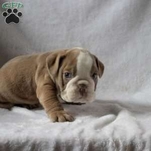 Max, English Bulldog Puppy