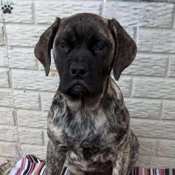 Bailey, English Mastiff Puppy