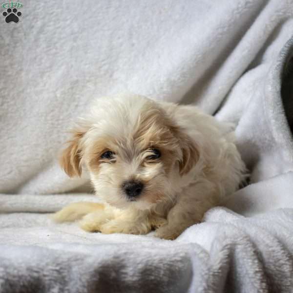 Rosa, Maltipoo Puppy