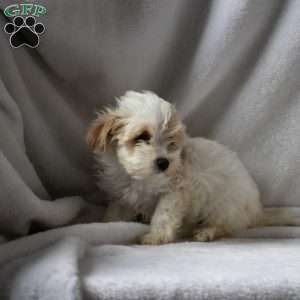 Rosa, Maltipoo Puppy