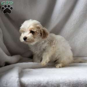 Rosa, Maltipoo Puppy