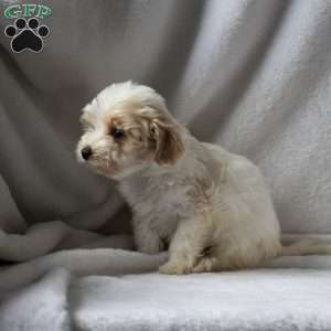 Rosa, Maltipoo Puppy