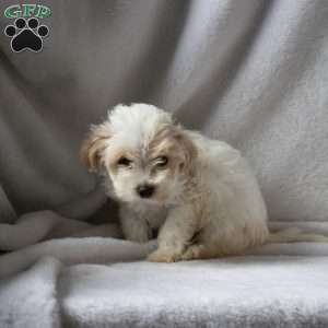 Rosa, Maltipoo Puppy