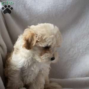 Rex, Maltipoo Puppy