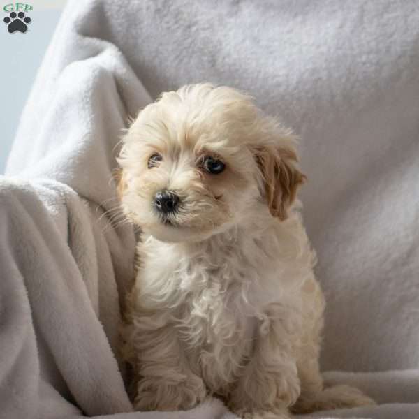 Rex, Maltipoo Puppy