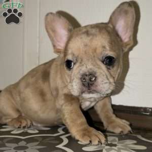 Bear, French Bulldog Puppy