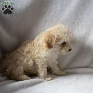 Rex, Maltipoo Puppy