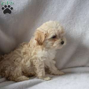 Rex, Maltipoo Puppy