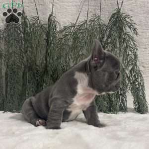 Nancy, French Bulldog Puppy