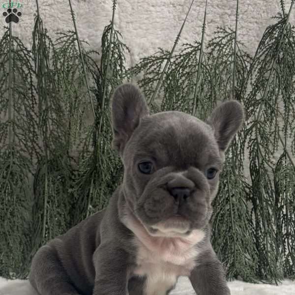 Nancy, French Bulldog Puppy
