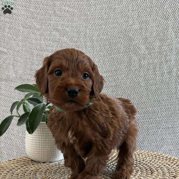 Romeo, Irish Doodle Puppy