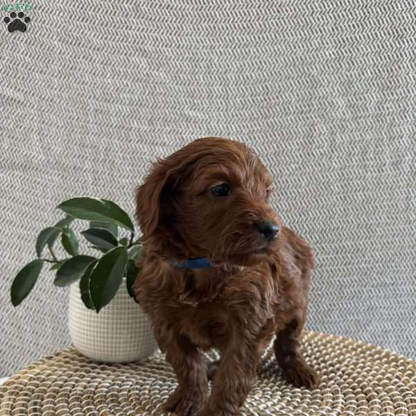 Cupid, Irish Doodle Puppy