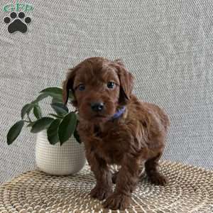 Cupid, Irish Doodle Puppy