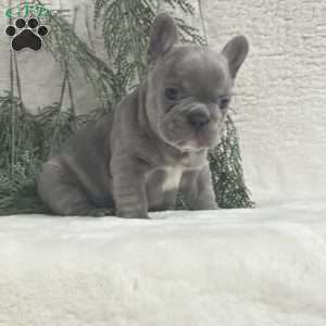 Neal, French Bulldog Puppy